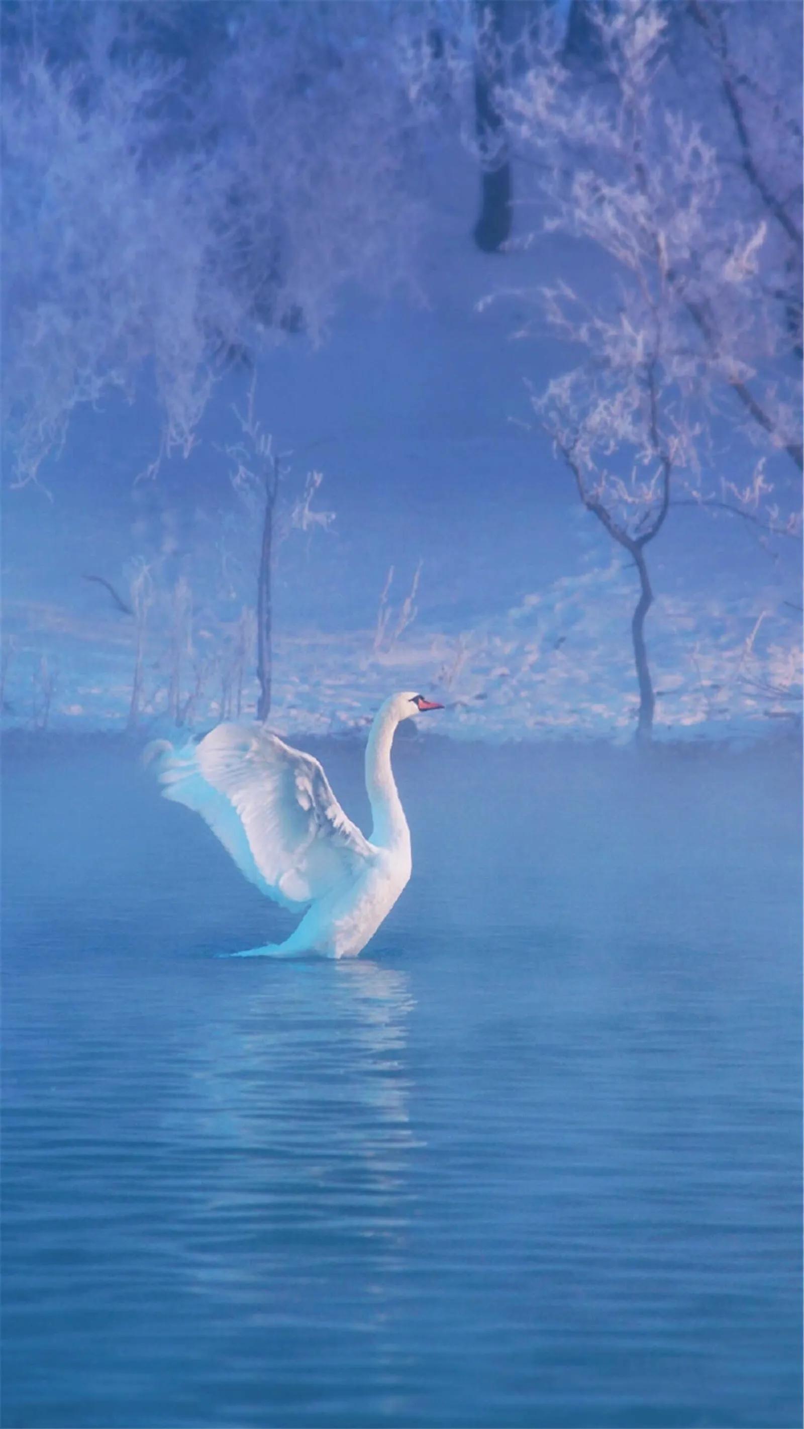 唯美手机壁纸高级感,唯美手机壁纸高清全面屏