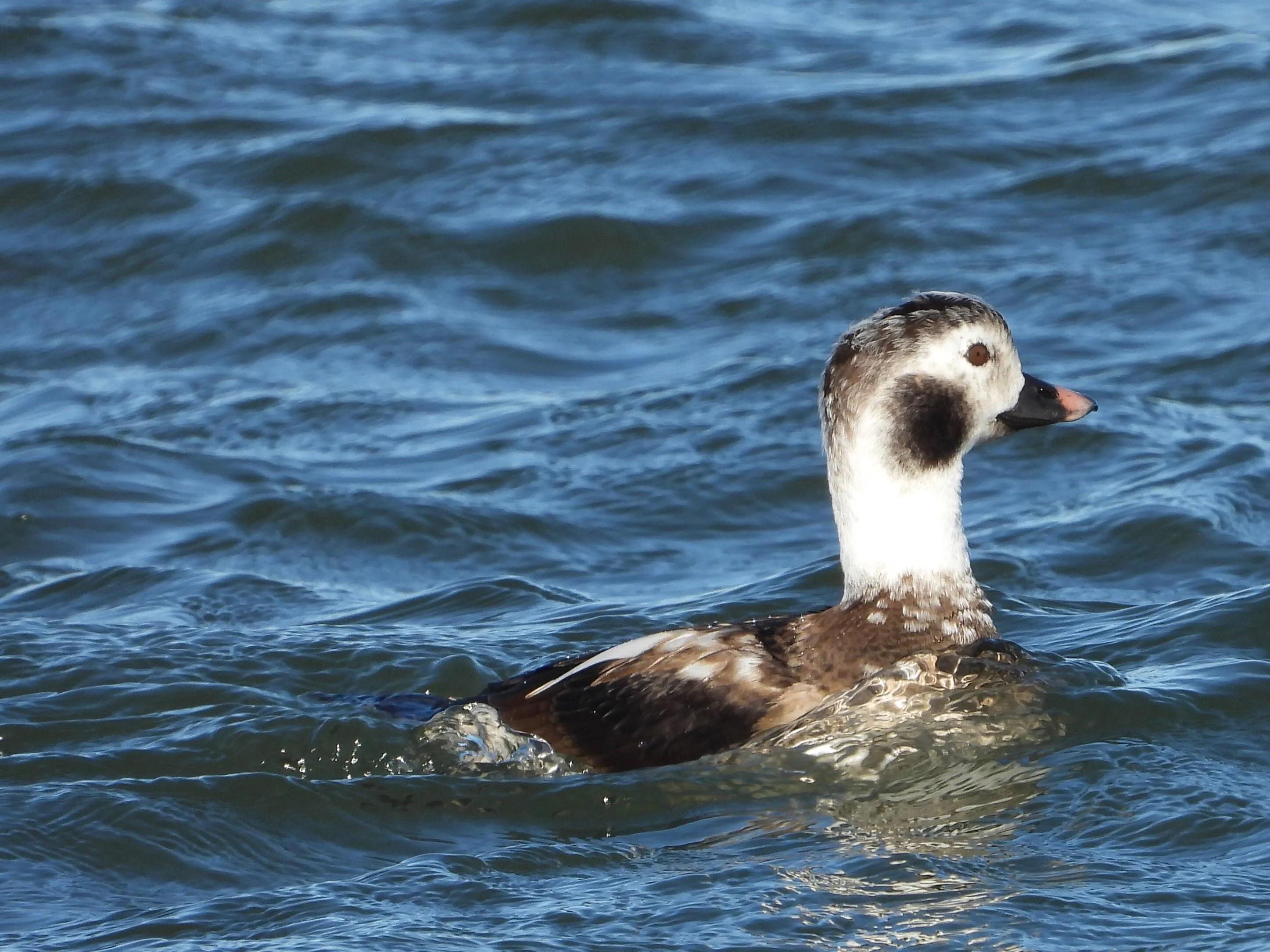 越吃越上瘾香料,什么香料越吃越上瘾