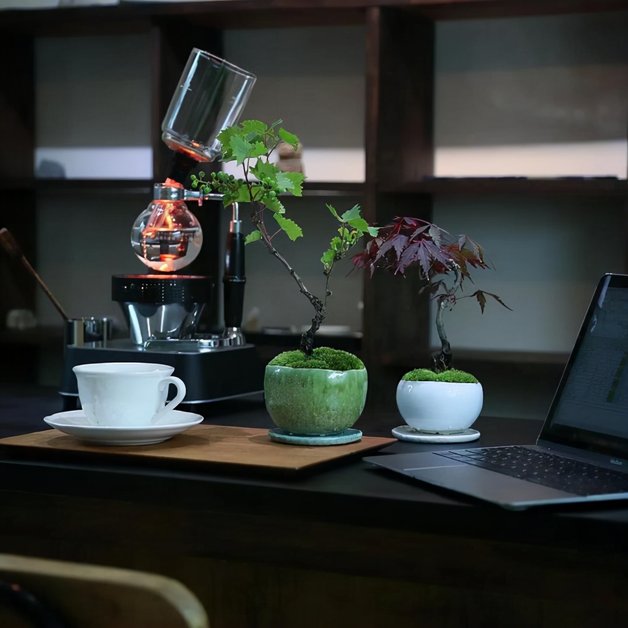 为什么苔藓养不活,苔藓为何养不活