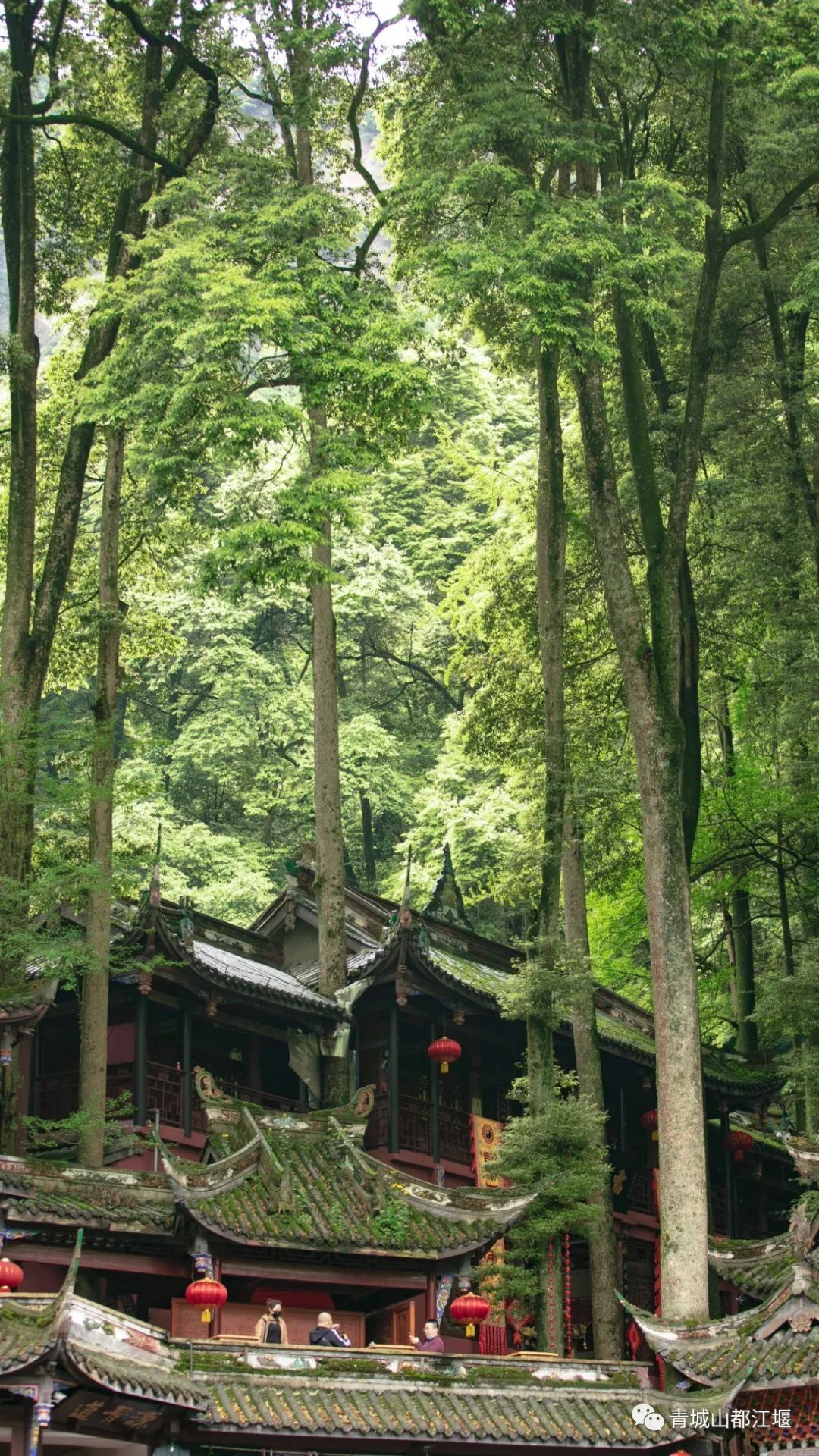 青城山森林秘境,青城山风光好去处