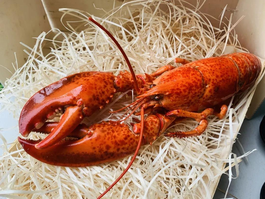 怎么挑选波龙,玫瑰龙虾和波龙的区别在哪