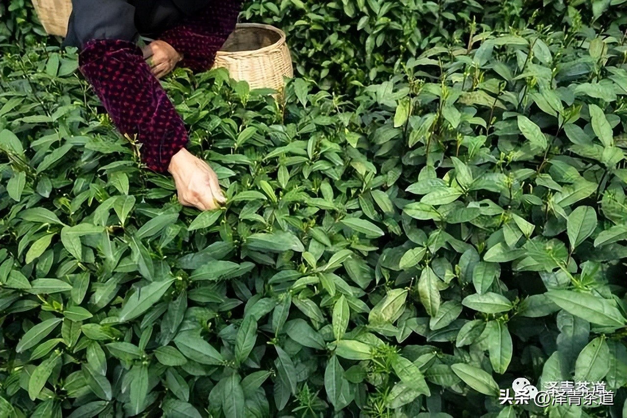 中国茶叶第一产茶大省,陕西中国茶叶第一大省