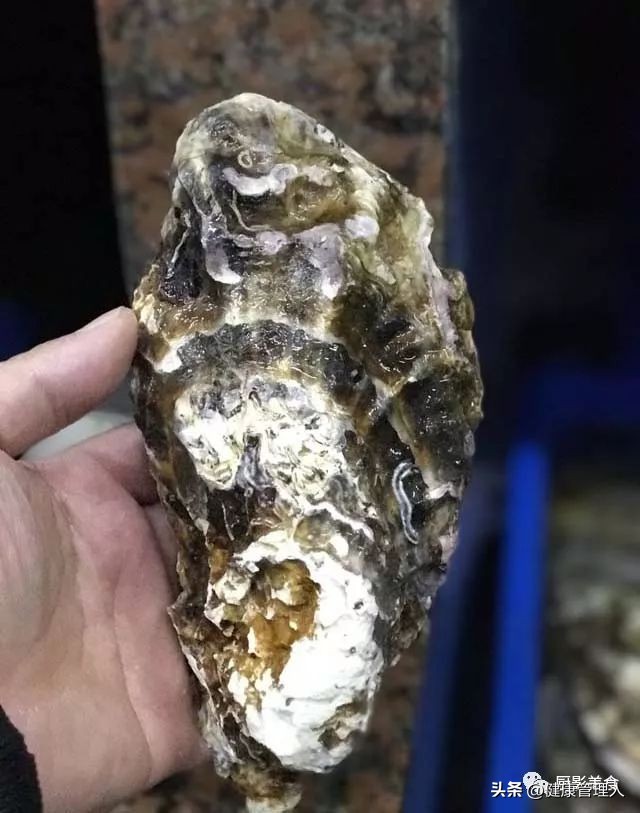 海鲜贝类品种大全及名字,22种海鲜贝类做法大全