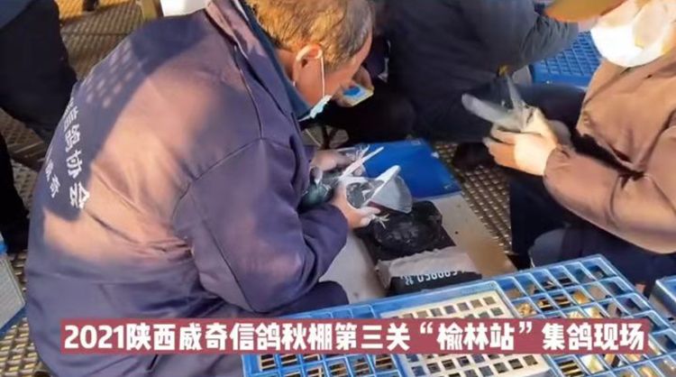 国际公棚鸽王赛,2022国际鸽联