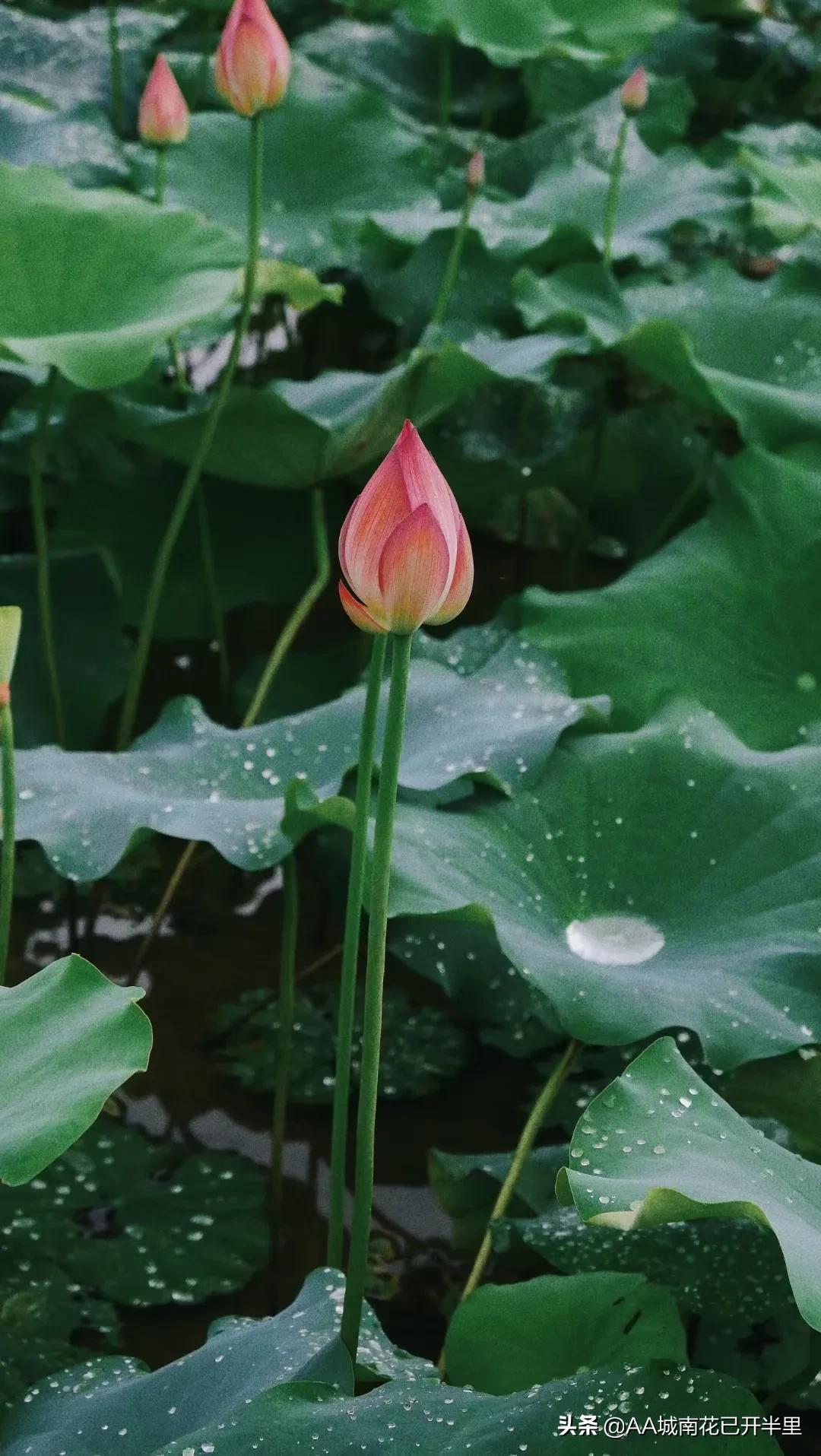 和父母借1000元被拒绝的心酸,被网友借了8万块不还怎么办