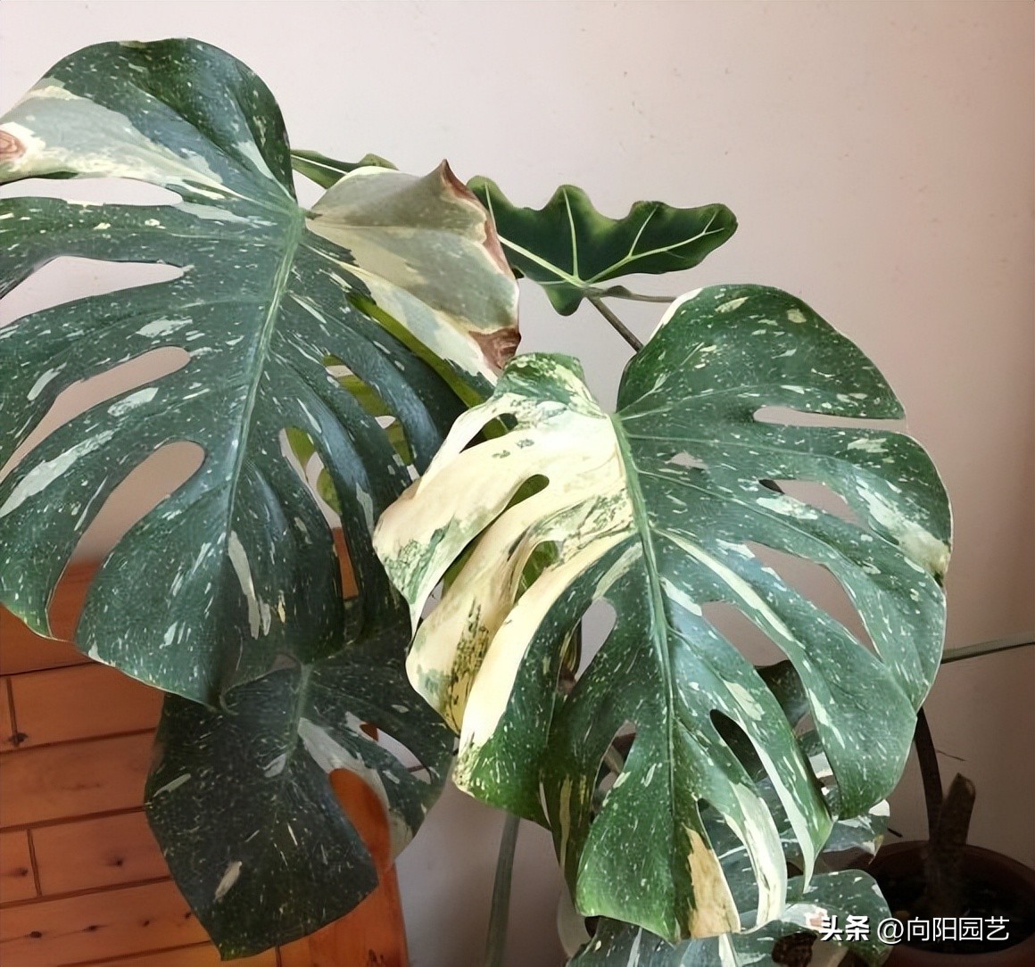 龟背竹和白锦为什么这么贵,荷兰白锦龟背竹和日本白锦龟背竹