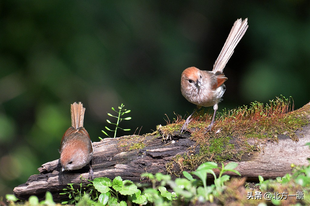 抚顺天女木兰苗规格,抚顺的天女山