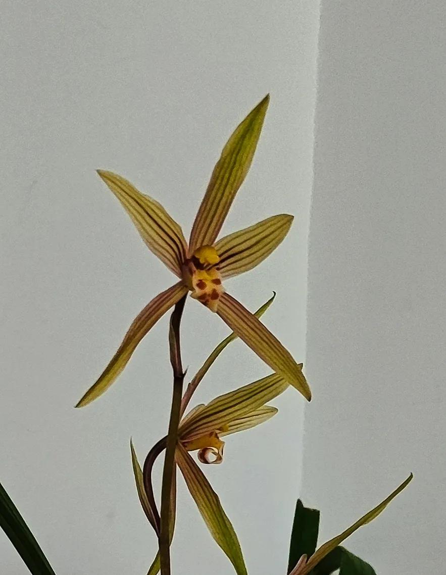 霓裳仙子图片,霓裳仙子汉服