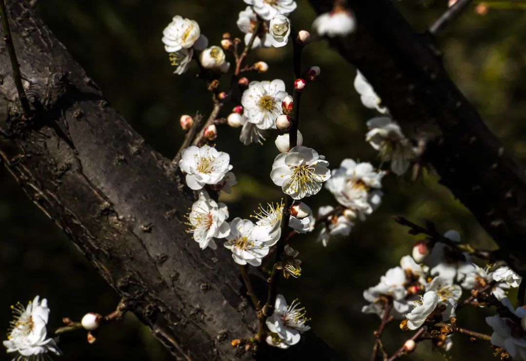 天蒙山门票团购,天蒙山花海节