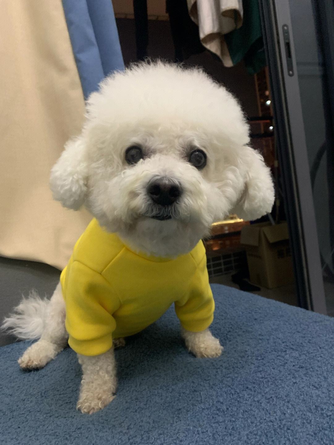 推荐几种好养又可爱温柔狗狗,5种最受欢迎的狗狗你养了哪一种