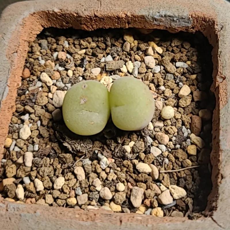 肉锥蜕皮要断水吗,肉锥什么时候蜕皮