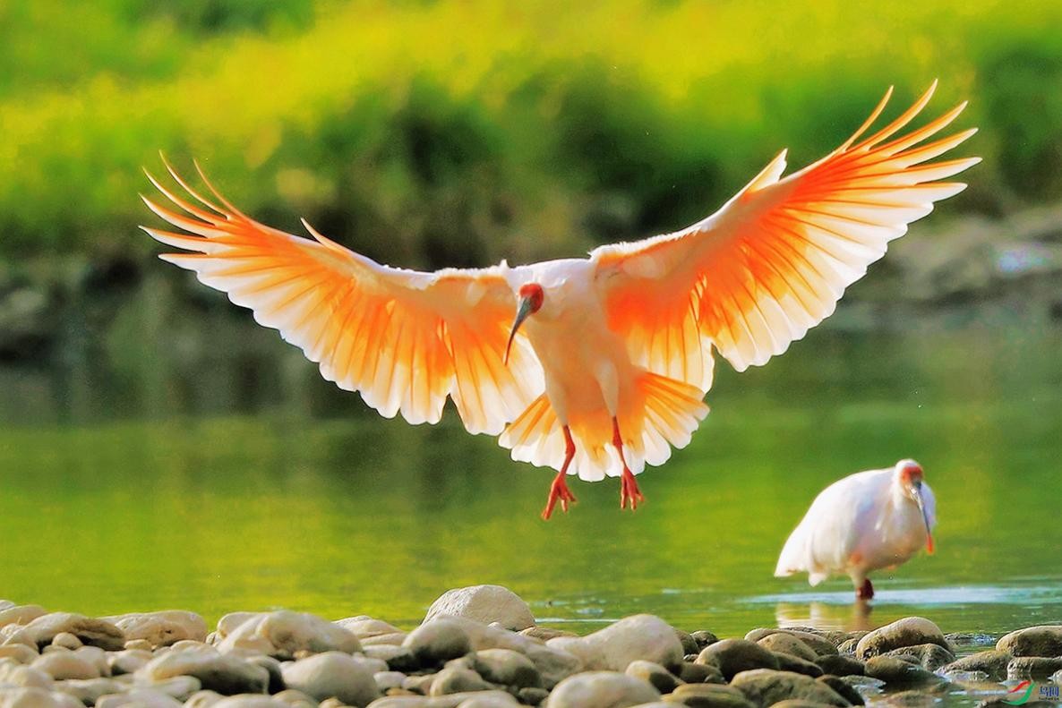 东方宝石朱鹮灭绝了吗,东方宝石朱鹮吃什么