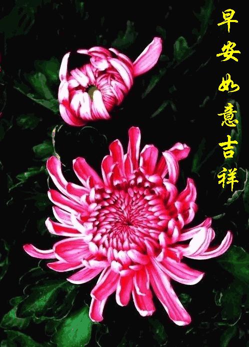 早安的句子跟图片朋友圈正能量,早安正能量的短句子心语图片大全