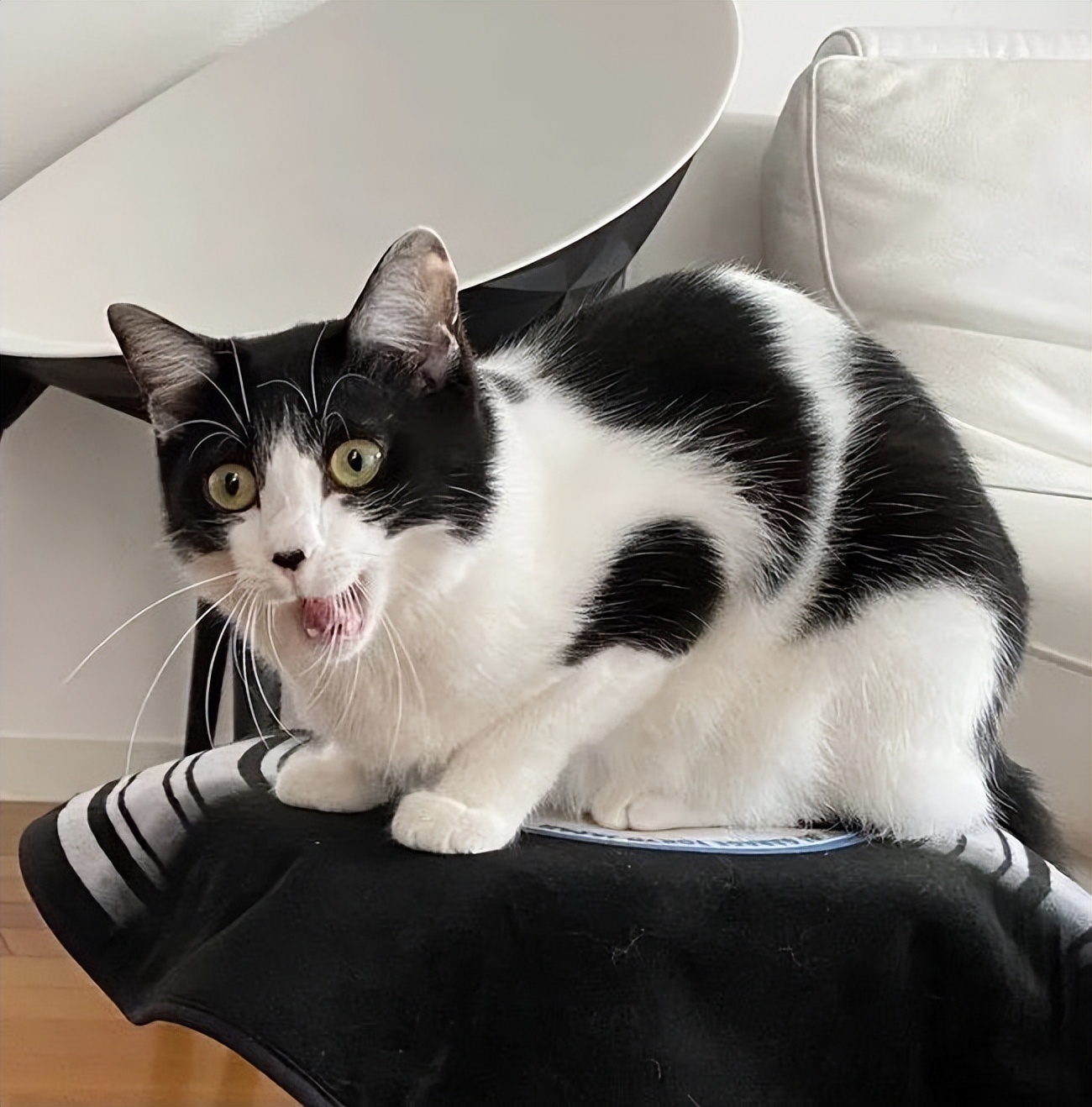 十大最难养的宠物猫,什么猫比较凶猛又好养