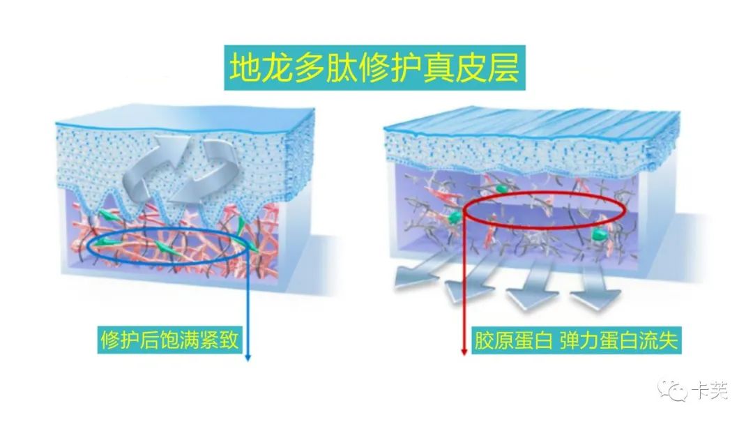 地龙多肽多效美肤霜，赋予你应有的健康、美丽与自信