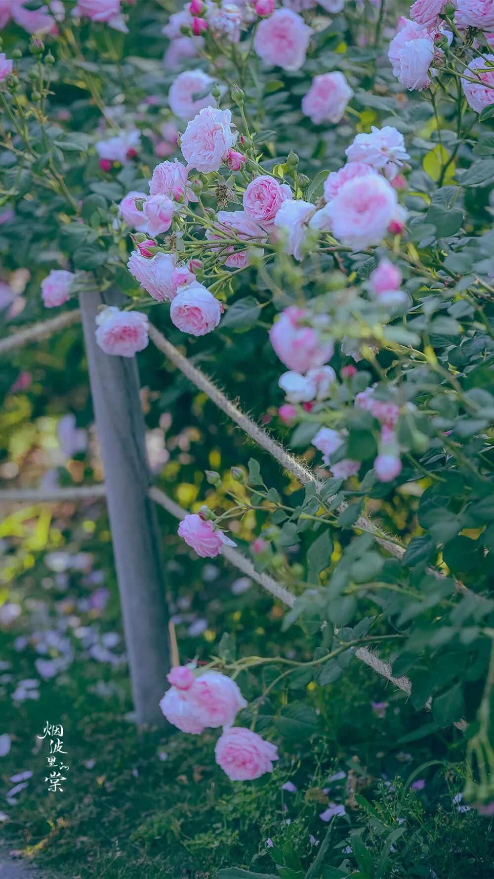 散文朗诵六月的夏天,六月的散文