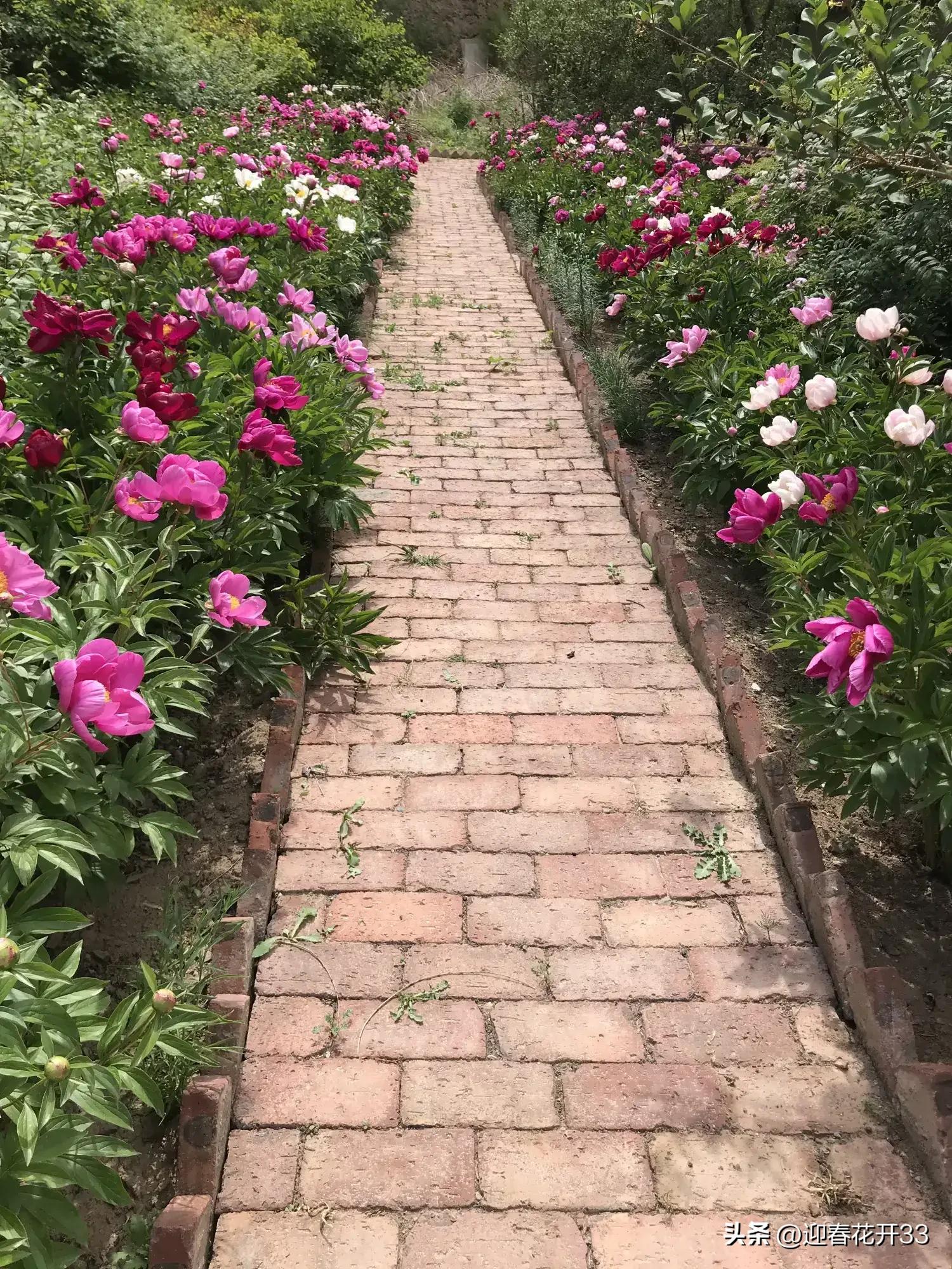 濂跺ザ鐖卞吇鐨勮姳,鐖卞吇鑺辩殑鑰佸お澶吇鐨勮姳鐪熷ソ