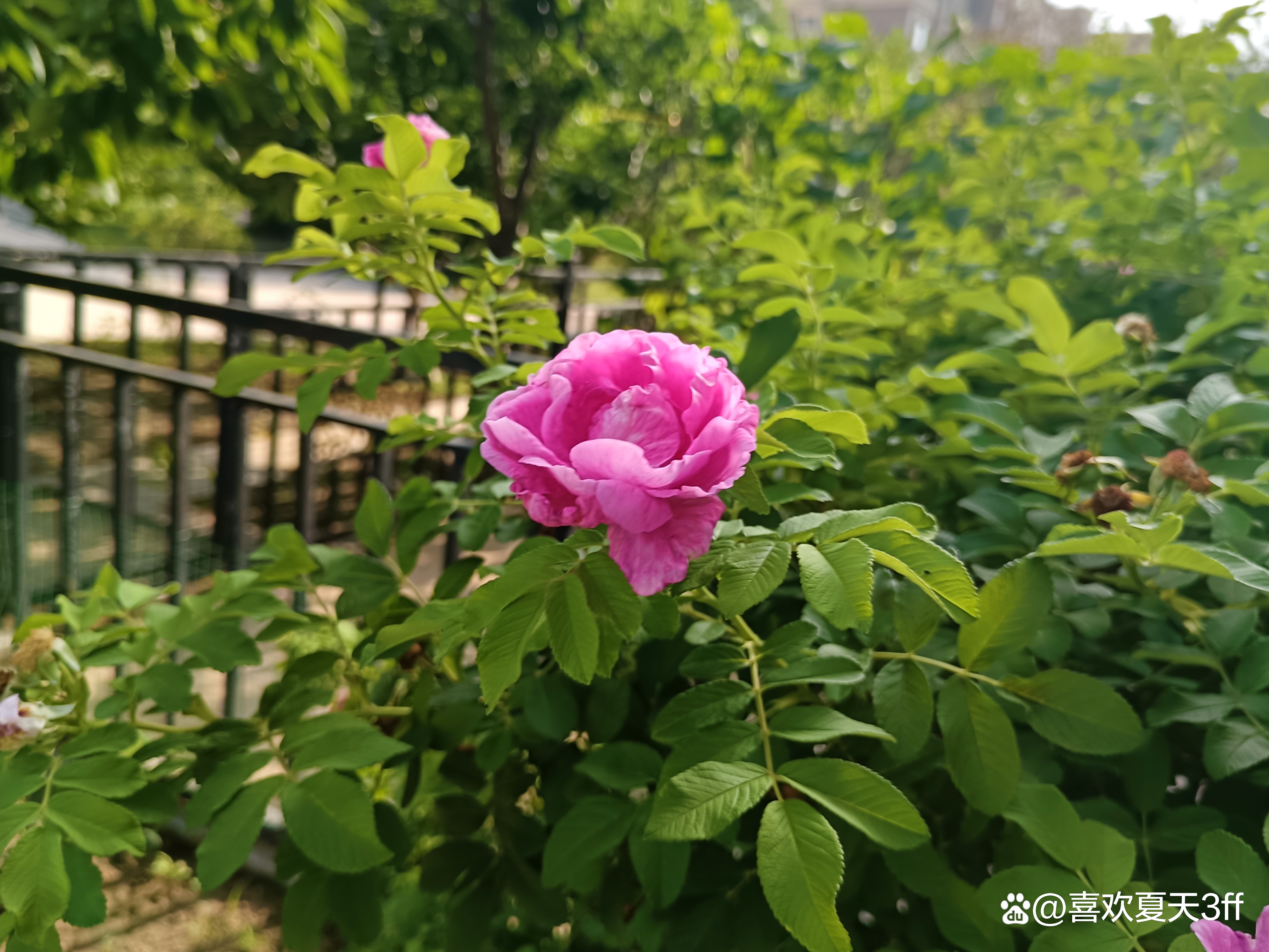 夏日的鲜花浪漫的盛开美丽又迷人,夏日盛开的鲜花