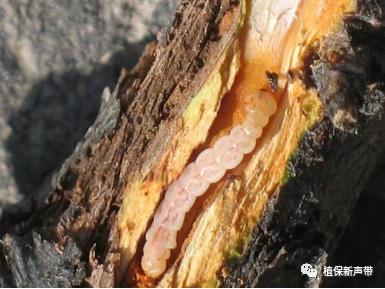 蛀干害虫为害症状识别,什么是蛀干害虫