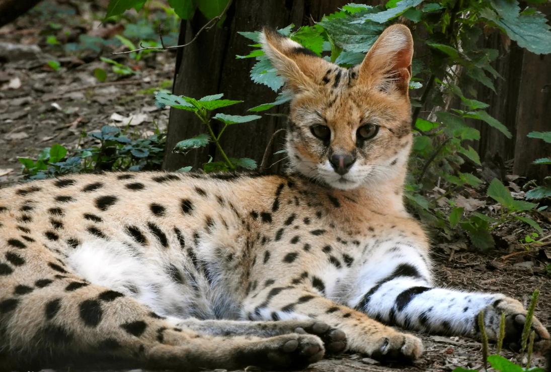 罕见的十大名猫品种有哪些,最受欢迎的十个猫品种