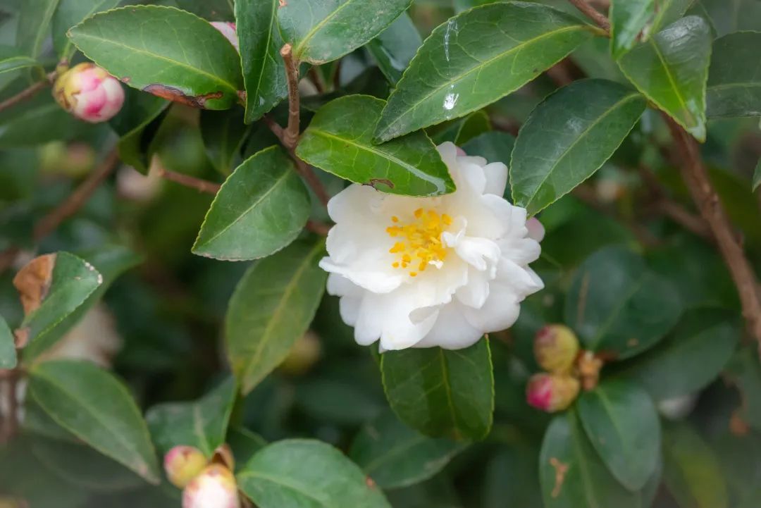 武汉纺织大学外经贸学院开学了吗,武汉纺织大学外经贸开学怎么去