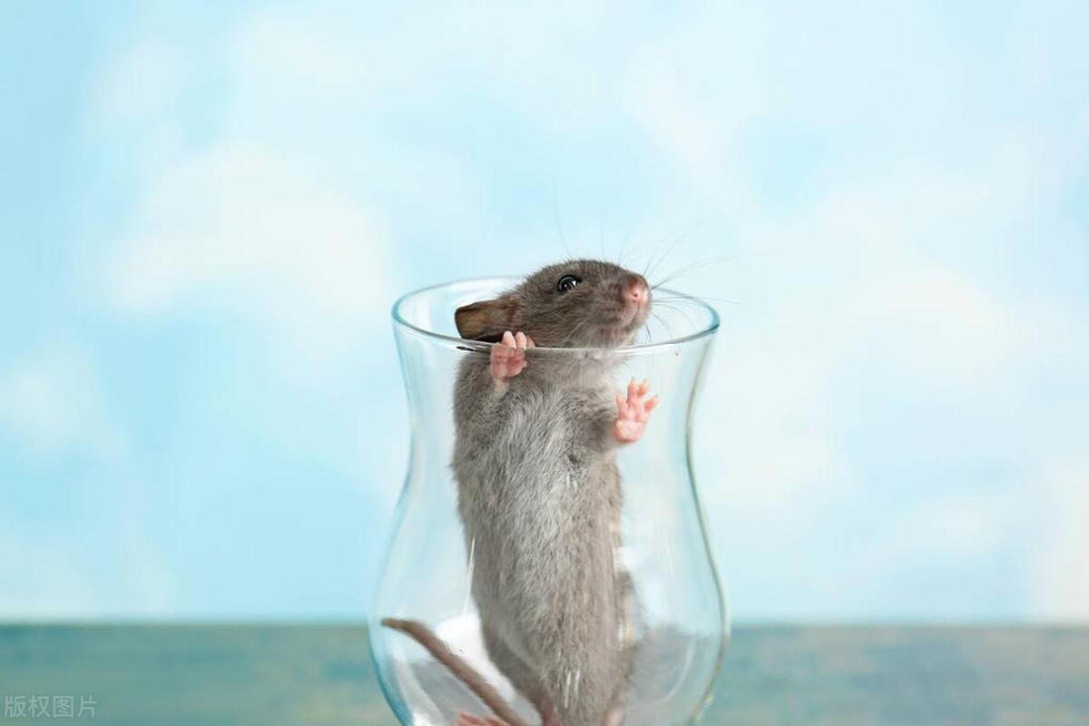 东西让老鼠爬了怎么清洗,老鼠碰过的东西吃了怎么办