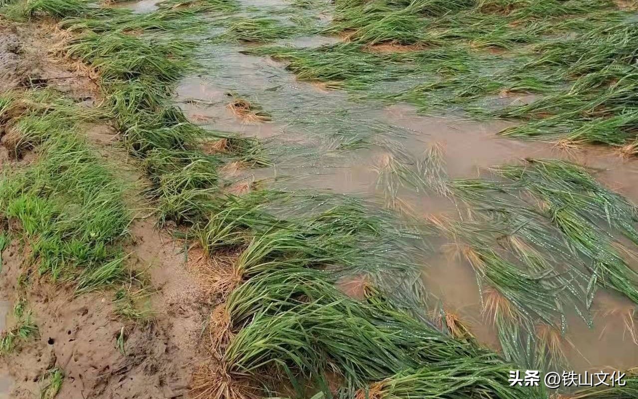 758洪水见证者自述,抗洪新闻人