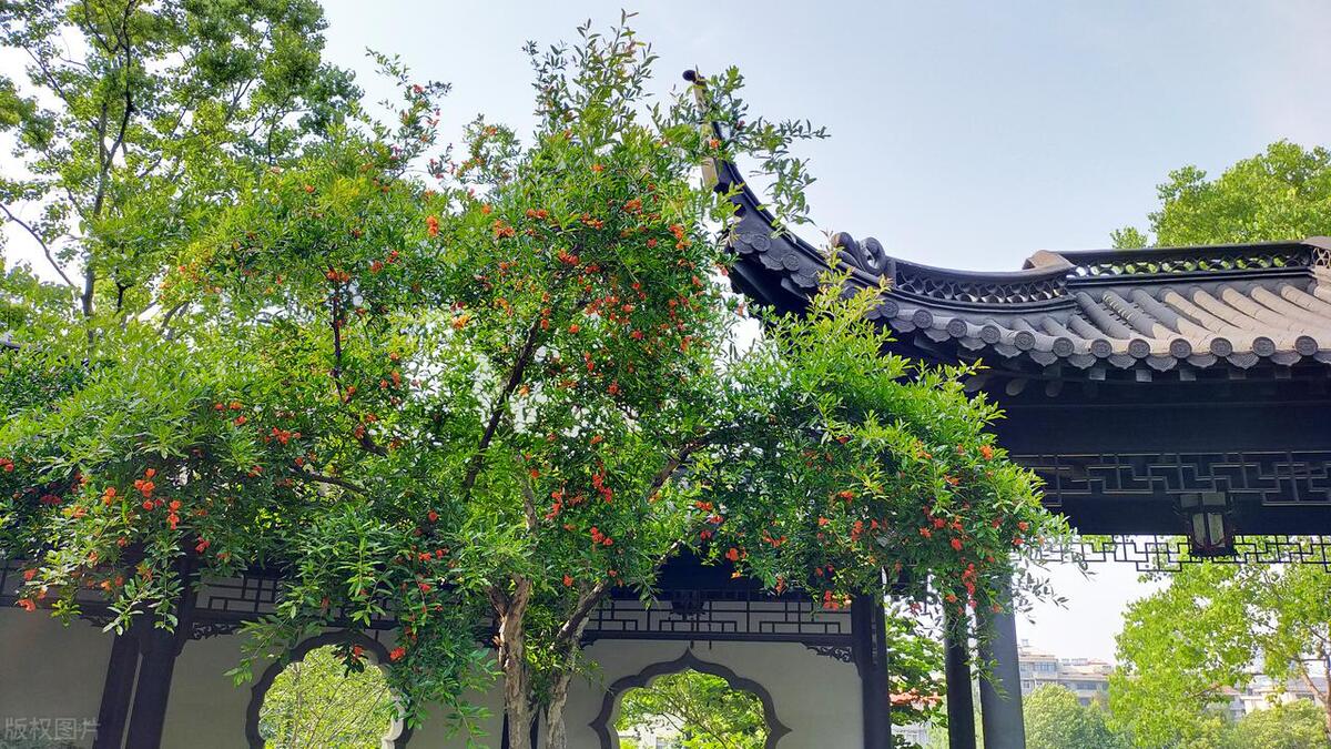 门前栽什么树聚财招财,门口种树富几代人