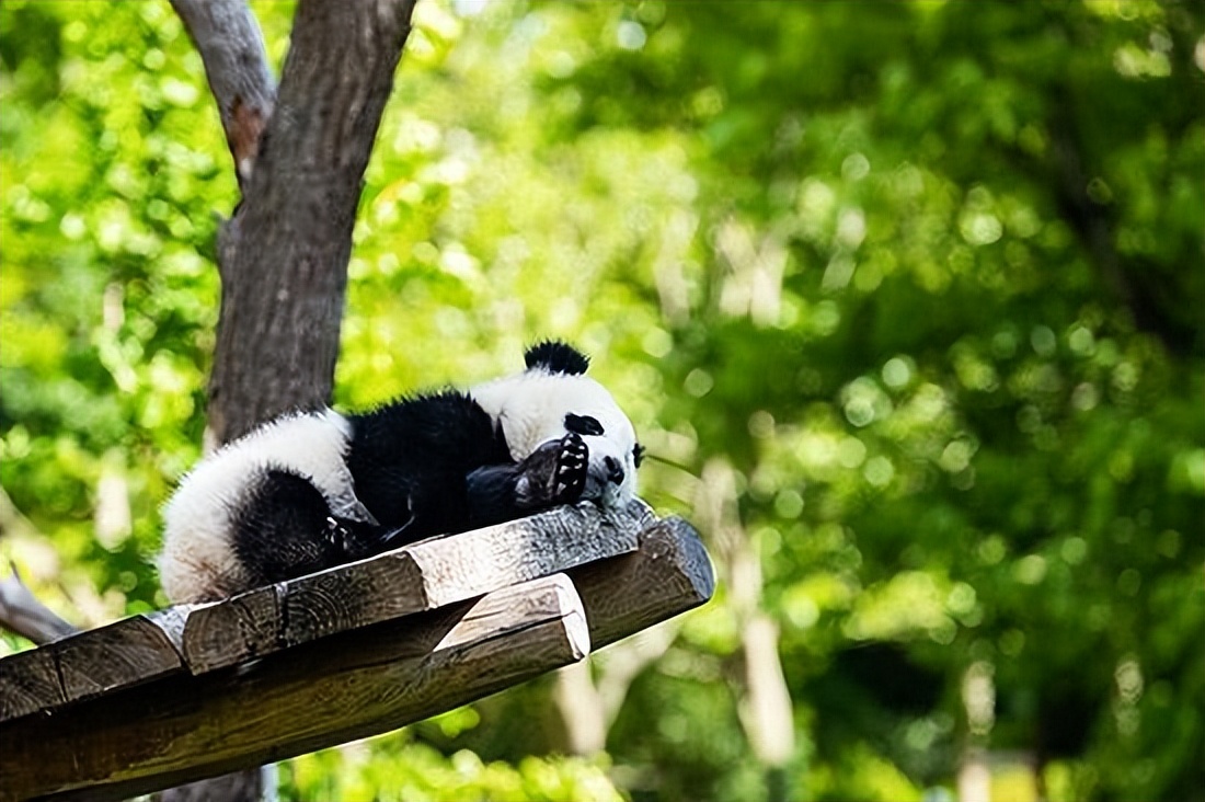 为什么加拿大养不起大熊猫,加拿大养不起熊猫