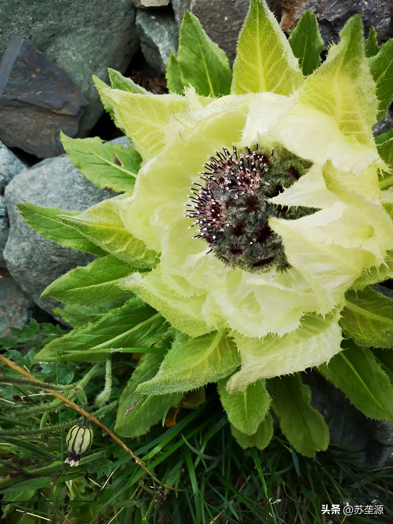 识花认草知树木,天山雪莲花的辨识方法