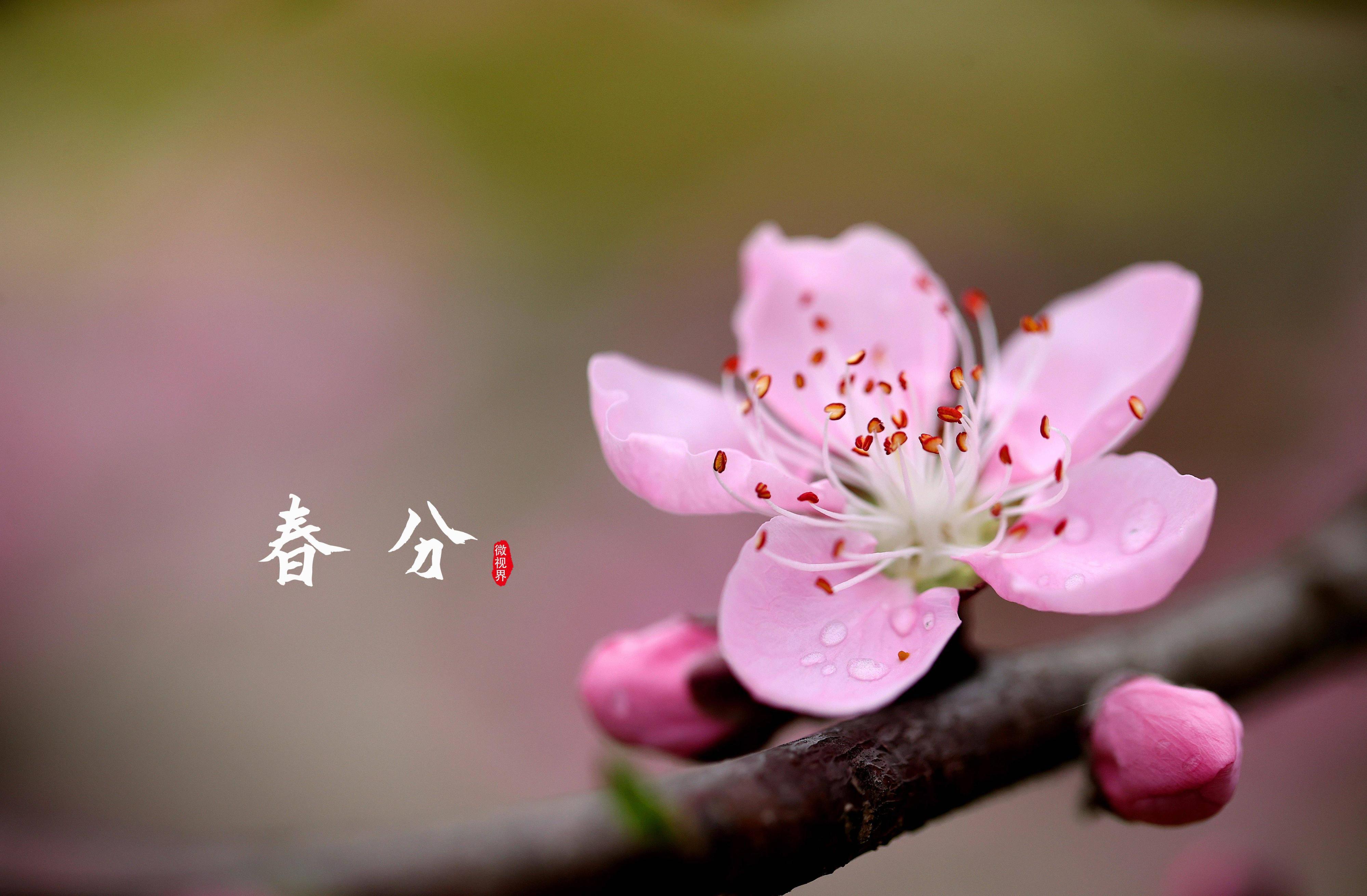 春分节气的民间习俗及禁忌,春节习俗讲解