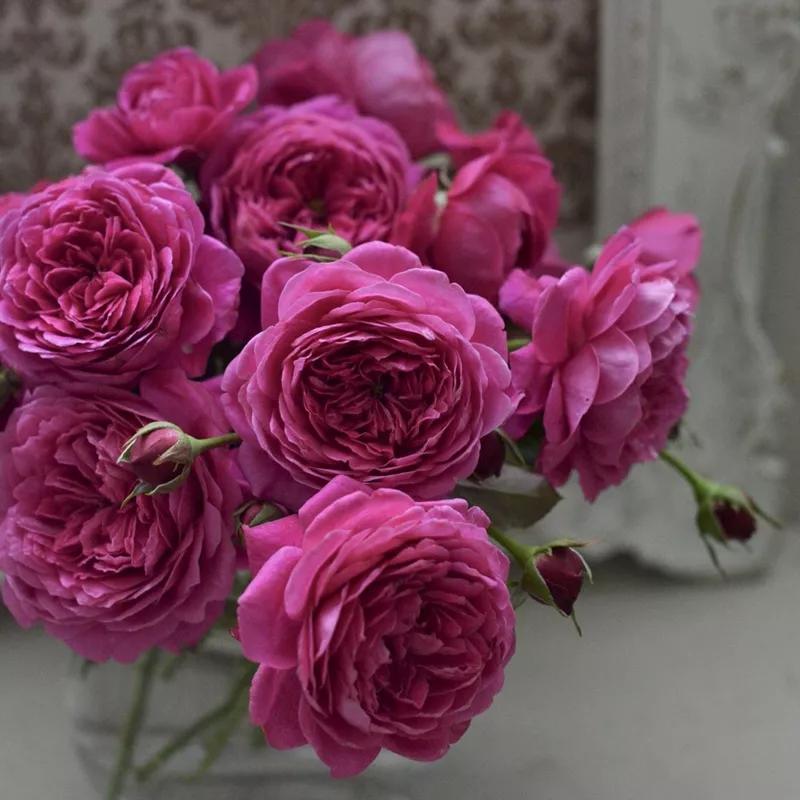 常见切花月季一览（45）