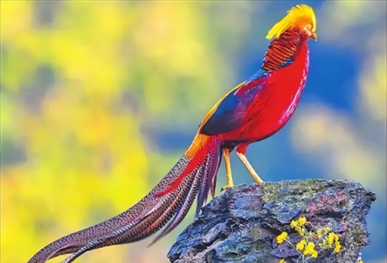 山西老农发现凤凰,山西老农发现2只凤凰精心养4年