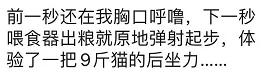 两只猫打架一只过肩摔,两只猫打架撞破了我家的玻璃