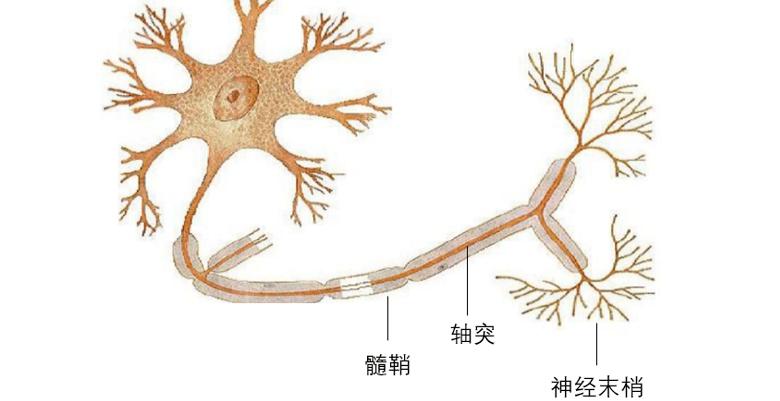 老人轻微脑萎缩吃什么药好,老年人怎样预防脑萎缩
