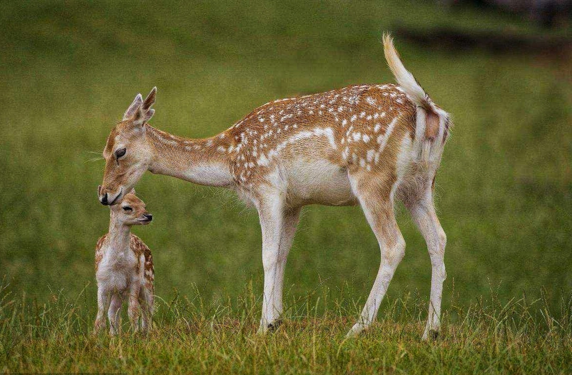 为什么鹿肉没有传统肉,鹿肉为什么那么好吃