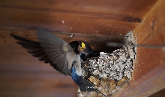 家里有燕子窝该不该打下来,家里有很多燕子家里总是出事