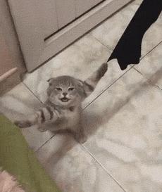 别人家的猫是液体还是固体,猫都是水做的