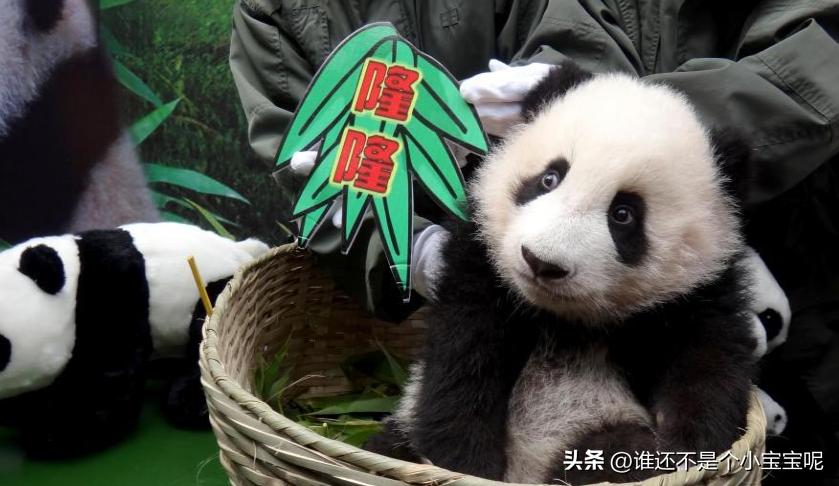 梅清大熊猫小时候去长隆视频,大熊猫梅清短腿