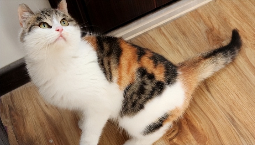 如何选择适合自己的一只猫,拥有一只猫你会获得什么呢