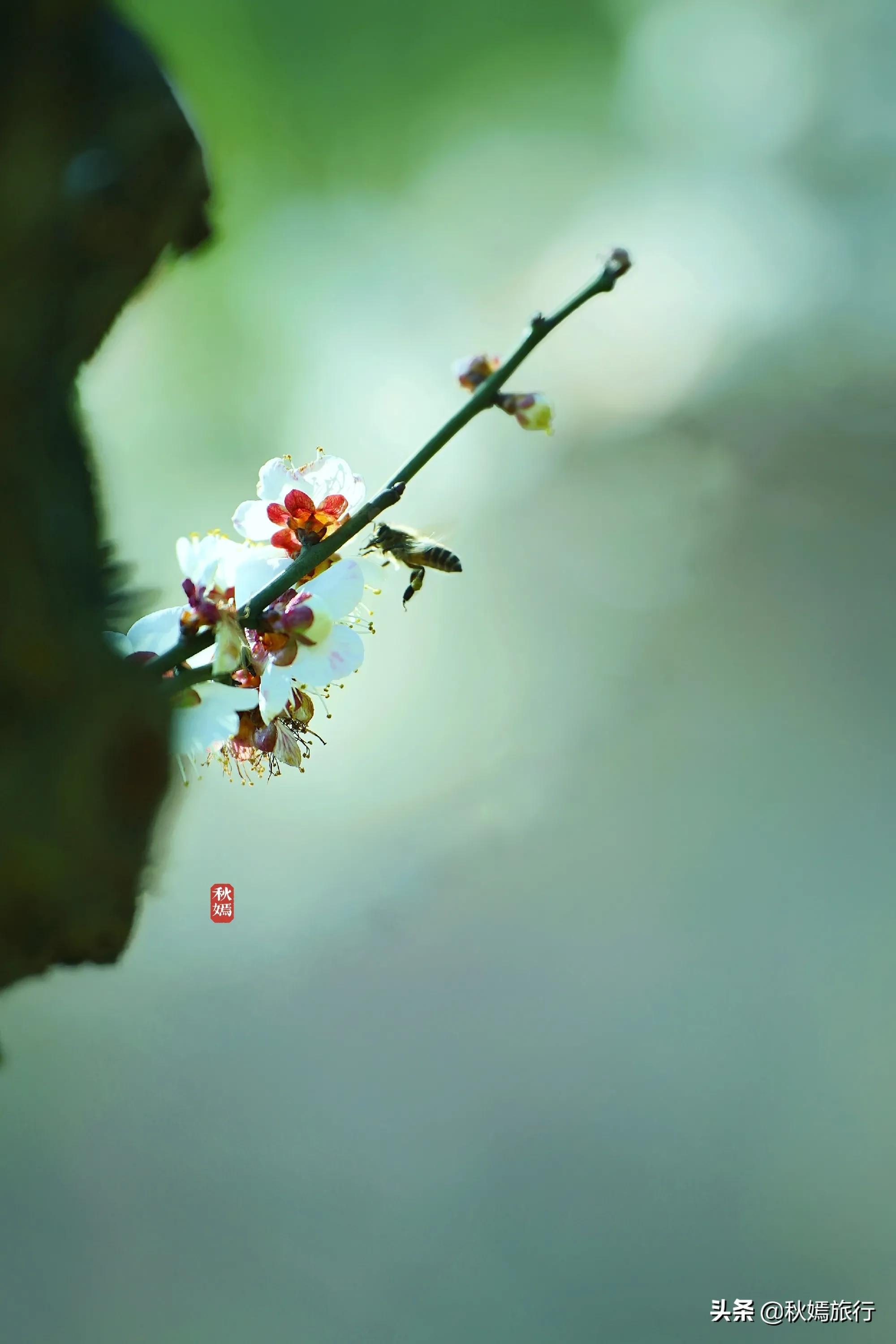 春染虎丘图片,虞山脚下的美丽小城常熟风景
