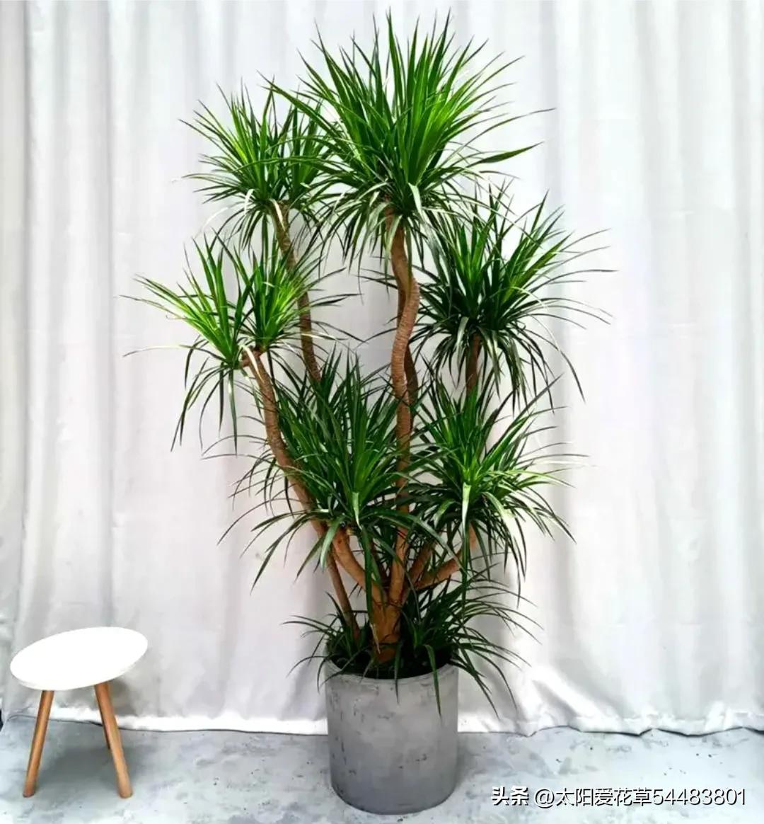 5种“大型盆栽”，寓意吉祥，客厅养一盆霸气十足，四季郁郁葱葱