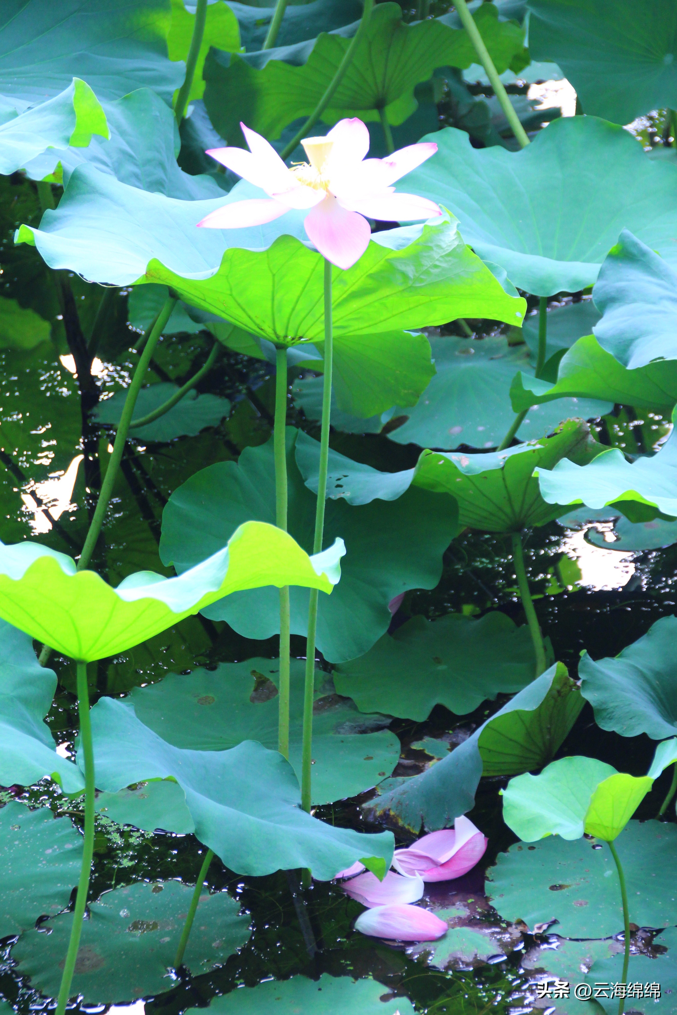夏日荷花别样红照片,夏日荷花别样红手工