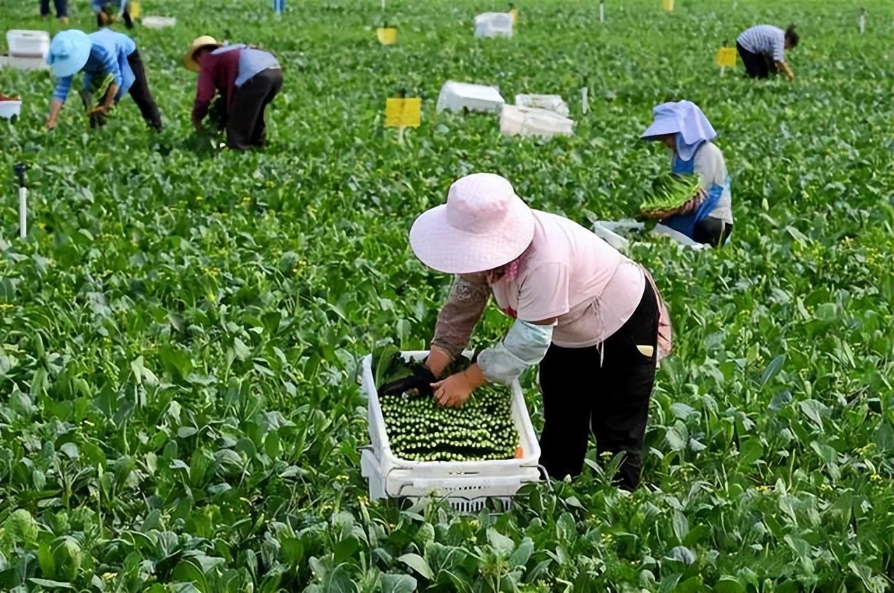 朱虹解读,朱虹讲述