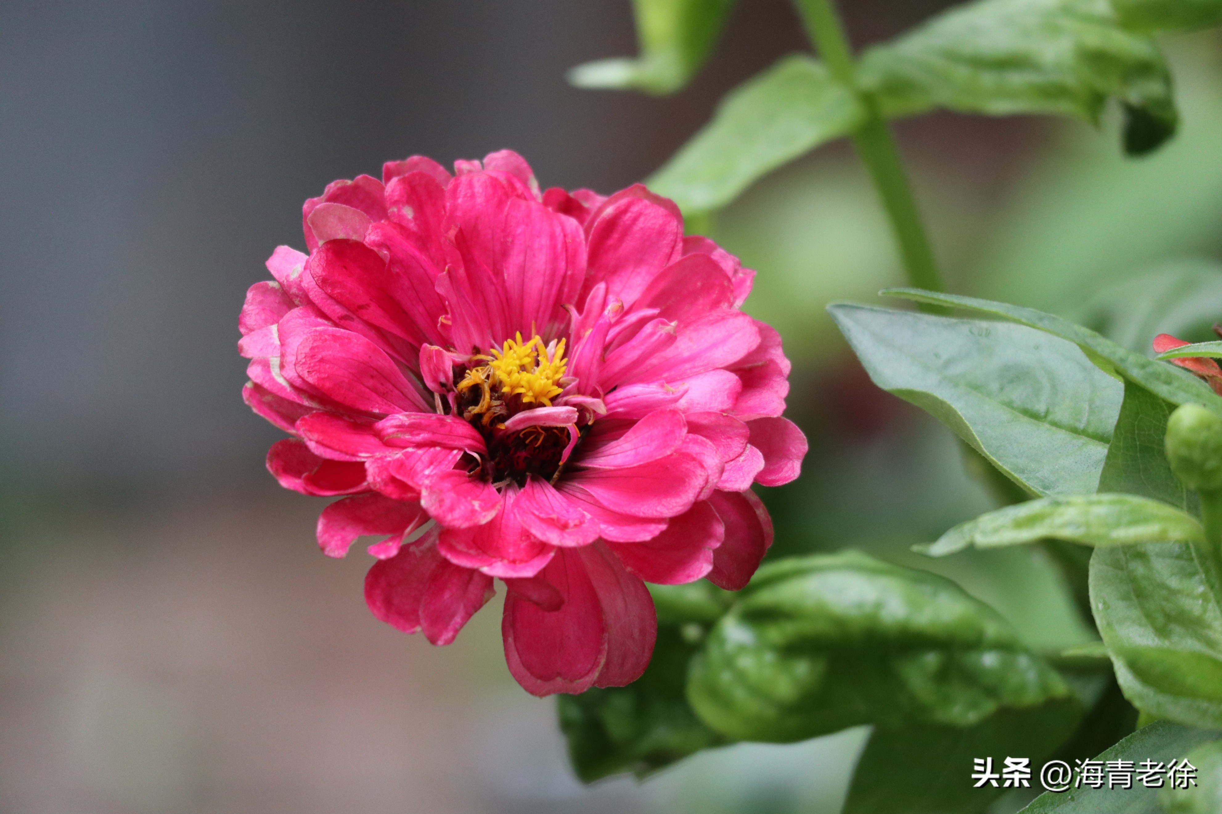 百日菊的花特征,五彩百日菊开花图片
