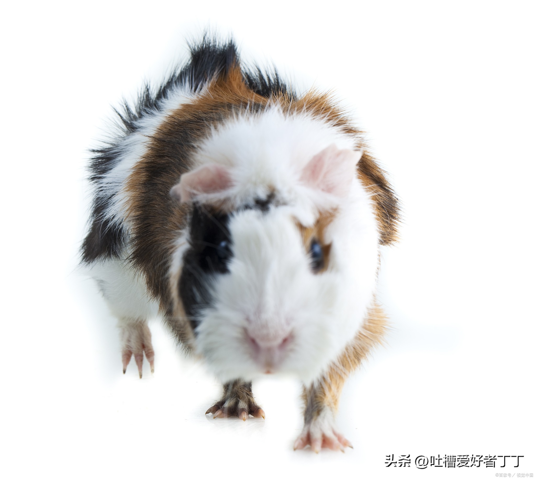 打了荷兰猪会怎么样,荷兰猪被揍了以后会记仇吗