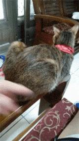 “猫咪发情，可以用棉签帮它爽爽吗？”