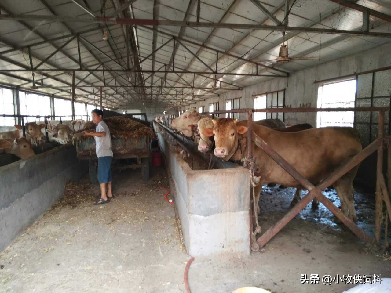 牛肠胃炎用什么药,牛肠胃炎用什么药治