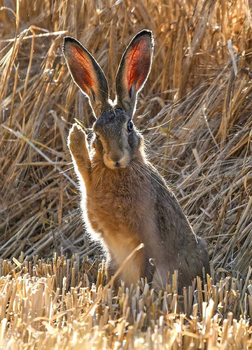 鼠兔在血缘上更接近鼠还是兔,鼠兔更像什么属相