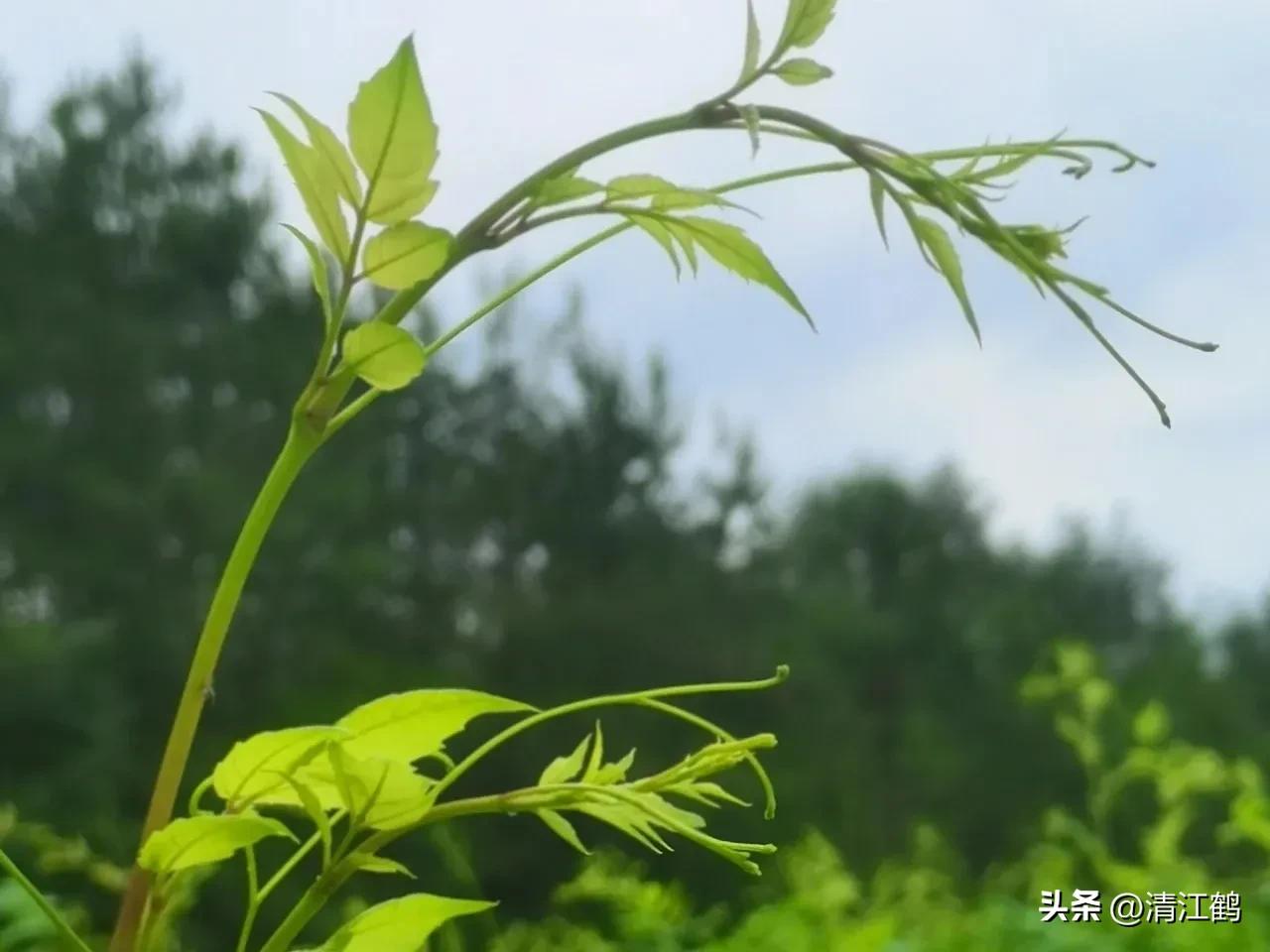 扦插藤茶苗生根的方法,藤茶扦插后不发芽怎么处理